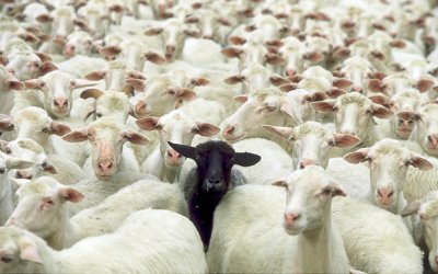 Even in the most genetically planned domestic herds, black sheep still pop up